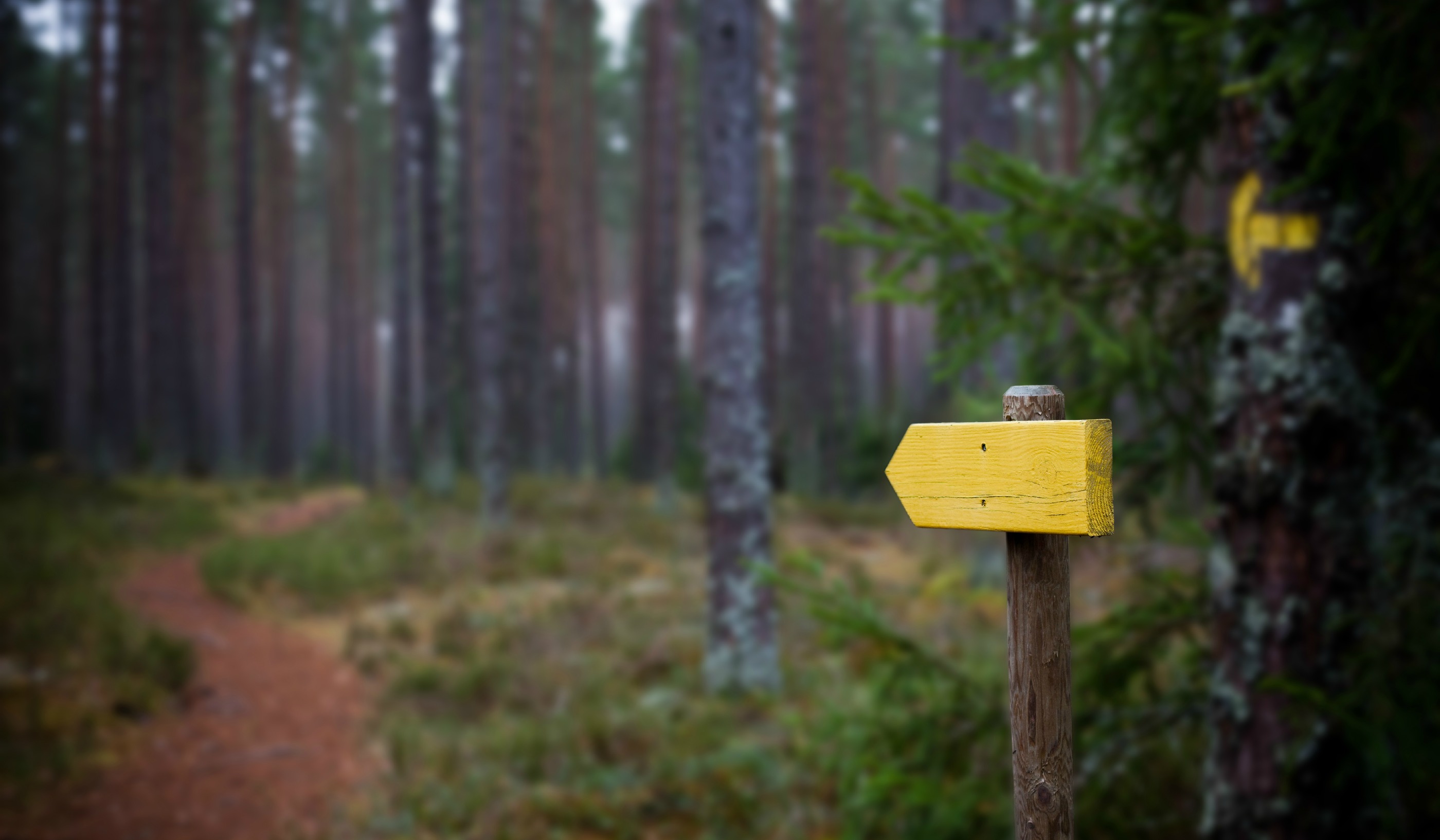 Websites & Trail Races: It's All About the Navigation